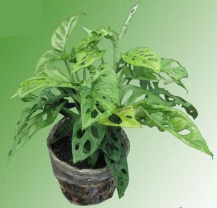 Trầu bà cửa sổ,trau ba cua so,trầu bà lỗ,trau ba lo,cây trầu bà,trầu bà,Monstera obliqua var.expilata,Trầu bà cửa sổ