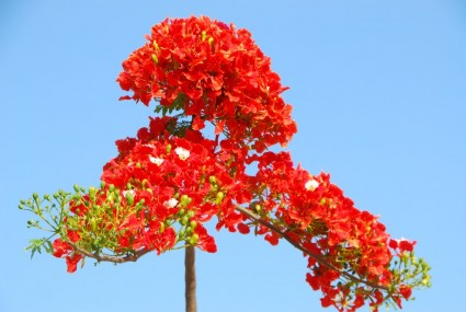Phượng vĩ,phuong vi,phượng vỹ,cây phượng vĩ,cây phượng,phượng,hoa phượng,hoa phượng đỏ,hoa học trò,cây xoan tây,điệp tây,Delonix regia,Fabaceae,phượng hoàng mộc,kim hoàng,Flamboyant,Royal poinciana,Mohur tree,thành phố hoa phượng đỏ,Hải Phòng,Phượng vĩ