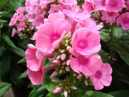 Trúc đào,cây trúc đào,truc dao,cay truc dao,Giáp trúc đào,giap truc dao,Nerium oleander,Apocynaceae,cây ngoại thất,Trúc đào