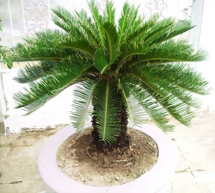 Cây thiên tuế,cay thien tue,thiên tuế,tuế lược,cây sơn tuế,thiên tuế biển,thiên tuế uốn,cây vạn tuế,sơn tuế đỏ,cây sam tuế,Cycas pectinata,Cycas revoluta,Cycadaceae,Cây thiên tuế