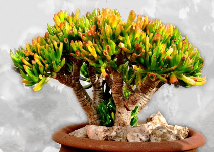 Sen ống điếu,sen ong dieu,sen đá,hoa đá,xương rồng,Sen ống điếu