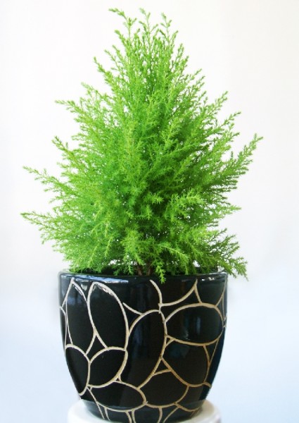 Cây tùng thơm,cay tung thom,cây tùng,tùng thơm,tung thom,tùng hương,Cupressus macrocarpa,Cây Tùng Thơm