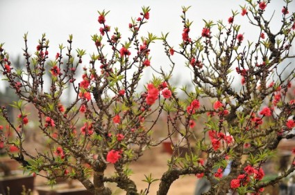 Đào thất thốn,dao that thon,cây đào thất thốn,cay dao that thon,hoa đào thất thốn,hoa đào,cây đào,hoa ngày tết,đào ngày tết,Đào Thất Thốn