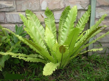 cây tổ chim,cay to chim,tổ chim,cây tổ điểu,ráng ổ phụng,ráng tổ quạ,Asplenium nidus,dương xỉ,Pteridophyta,Cây tổ chim