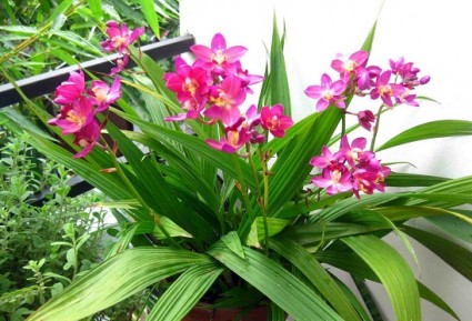 Hoa chu đinh lan,hoa chu dinh lan,chu dinh lan,Spathoglottis plicata,cây hoa,hoa lan,Hoa Chu Đinh Lan