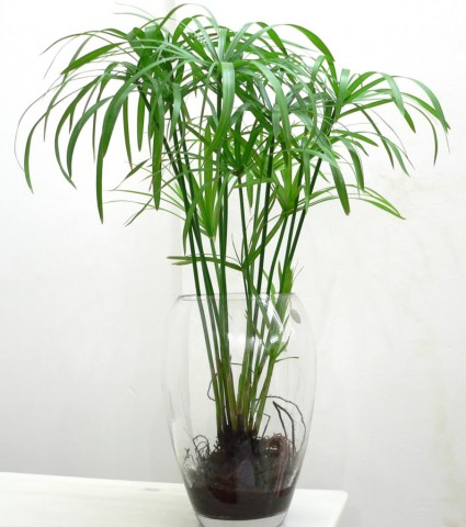 Thủy trúc,cây thủy trúc,thuy truc,cây trúc,lác dù,Cyperus involucratus,cây cói,Cyperaceae,cây phong thủy,cây thủy sinh,Thủy trúc