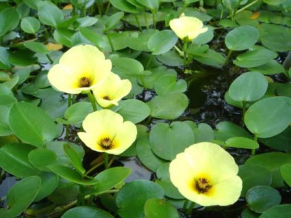 thủy quỳnh,cây thủy quỳnh,thuy quynh,cây thủy sinh,Hydrocleys nymphoides,Limnocharitaceae,nê thảo,Thủy Quỳnh