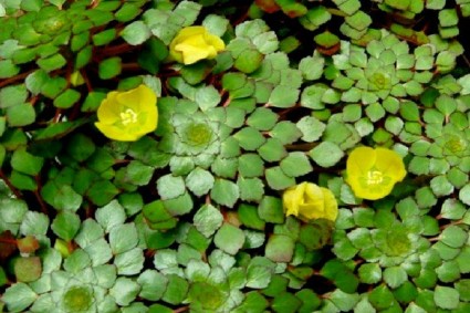 Cây củ ấu,cây ấu,củ ấu,cây thủy sinh,Trapa,ấu trụi,ấu gai,ấu sừng trâu,tác dụng y học của củ ấu,Cây Củ Ấu