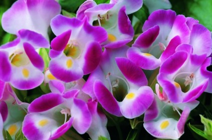 hoa tô liên,hoa to lien,tô liên,to lien,hoa mõm chó,hoa hàm chó,hoa mõm sói,hoa mắt nai,Torenia Fournierii Lindt,Scrophulariaceae,Hoa Tô Liên