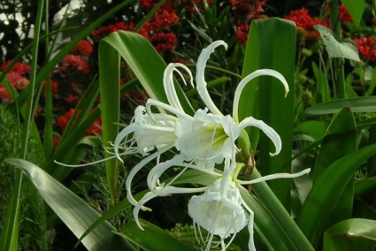 Bạch trinh biển,cây bạch trinh biển,bach trinh bien,cay bach trinh bien,cây trinh biển,cay trinh bien,cây hoa,cây ngoại thất,Hymenocallis americana Roem,Bạch trinh biển