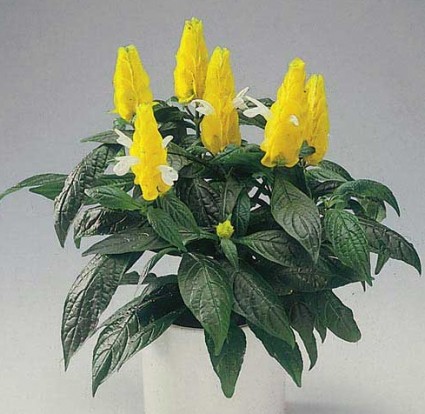 Long thủ vàng,long thu vang,cây long thủ vàng,cây rồng vàng,đầu rồng vàng,cay rong vang,Pachystachys lutea,hoàng long ngọc,họ Ô Rô,Acanthaceae,cây bụi,Long Thủ Vàng