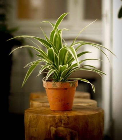 Cây mẫu tử,cỏ mẫu tử,mẫu tử,cay mau tu,co mau tu,cây làm sạch không khí,Chlorophytum elatum R. Br,Cây mẫu tử