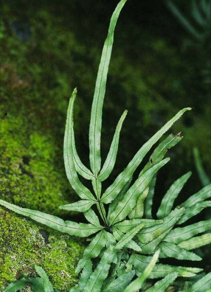 Cỏ seo gà,phượng vĩ thảo,hùng kê thảo,kê cước thảo,kim kê vĩ,Pteris multifida Poir,Pteridaceae,cây thuốc nam,Cỏ Seo Gà