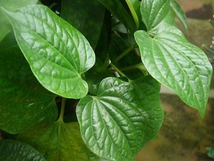 trầu không,trầu,trầu cau,trau cau,cây trầu không,cay trau khong,cây trầu,cay trau,Piper betle,cây leo,cây thuốc,trầu mỡ,trầu quế,sự tích trầu cau,su tich trau cau,Trầu không