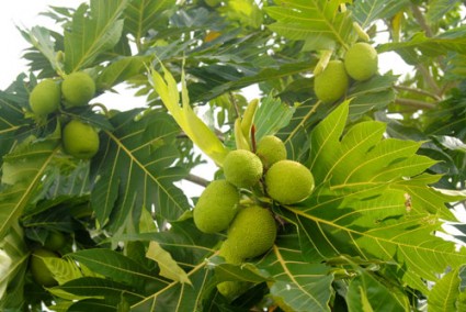 xa kê,sa kê,cây xa kê,cây sa kê,cây bánh mì,Artocarpus altilis,họ dâu tằm,Moraceae,cây ăn quả,cây ngoại thất,cây lương thực,Xa kê ( sa kê, cây bánh mì )