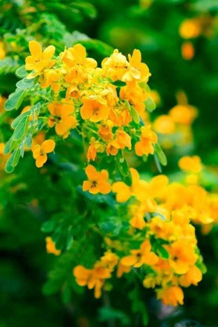 hoa điệp vàng,cây điệp vàng,cây điệp,hoa điệp,hoa diep vang,nắng ấm sân trường,con đường đến trường,hoa học trò,tuổi học trò,Caesalpinia ferrea,họ Đậu,Fabaceae,Hoa điệp vàng