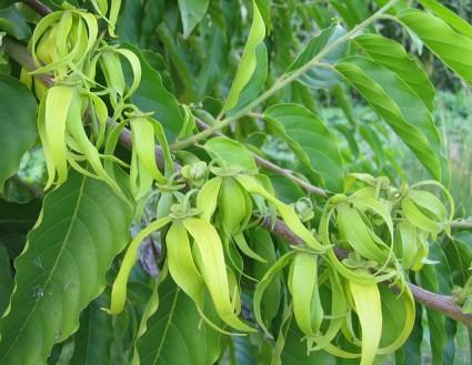 cây móng rồng,móng rồng,cây móng cọp,móng cọp,cây bụi,chi móng rồng,chi dây công chúa,Artabotrys,Cây móng rồng - móng cọp