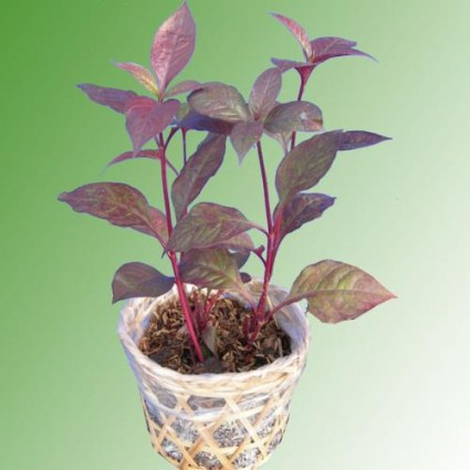 cây mắt nhung,mắt nhung,cây mắt nai,mắt nai,Alternanthera dentata,Cyathula prostrata,Hookweed,họ Dền,Amaranthaceae,Cây Mắt nhung - Mắt nai