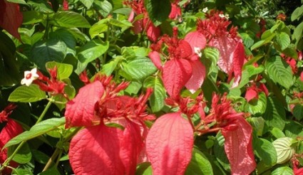 cây bướm đỏ,cay buom do,cây én đỏ,én đỏ,bướm bướm,hoa bướm,ngọc diệp kim hoa,bứa chừa,Cây bướm đỏ