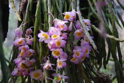 hoàng thảo long tu,hoa lan hoàng thảo long tu,hoa lan,hoa lan hoàng thảo,lan hoàng thảo,Dendrobium Primilinum,Hoa lan Hoàng Thảo Long Tu