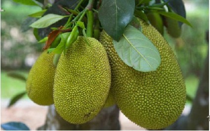 Mít,cây mít,quả mít,mít tố nữ,cây ăn quả,cây ngoại thất,Artocarpus heterophyllus,họ Dâu tằm,Moraceae,Mít