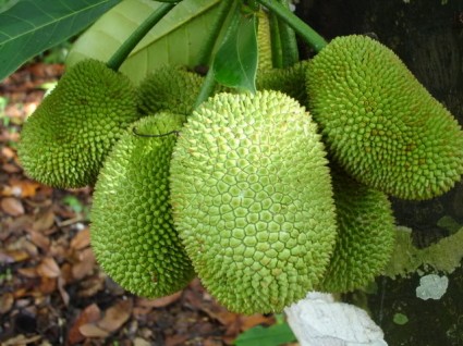 Mít tố nữ,mít,cây mít,quả mít,Artocarpus integer,cây ngoại thất,Mít tố nữ