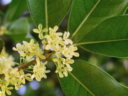 Hoa Mộc,cây mộc,cây hoa mộc,cay hoa moc,mộc tê,quế hoa,hoa quế,Osmanthus fragrans,cây làm thuốc,cây thuốc nam,cây trong y học,Hoa Mộc