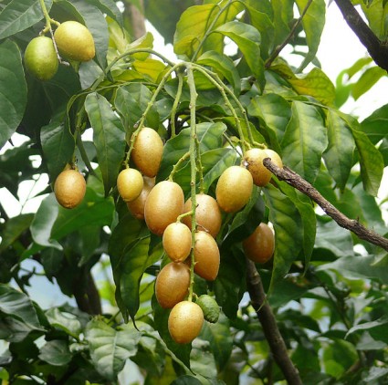 Hồng bì,cây hồng bì,quất hồng bì,quất bì,hoàng bì,Clausena lansium,cây ăn quả,cây làm thuốc,cây y học,họ Cam,Rutaceae,Hồng bì