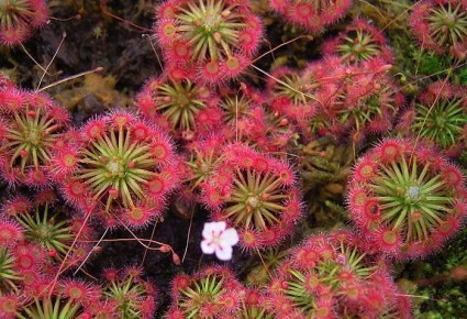 Gọng Vó,cây gọng vó,cay gong vo,cây bắt mồi,cây thủy sinh,họ gọng vó,họ bắt ruồi,cây bắt ruồi,Droseraceae,Aldrovandaceae Nakai,Dionaeaceae Rafinesque,Cây Gọng Vó