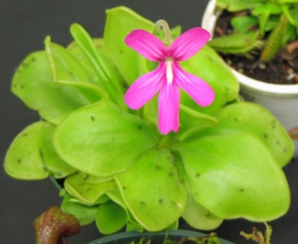 Cây cỏ bơ butterwort,cây cỏ bơ,butterwort,cây bắt mồi,cây thủy sinh,Cây cỏ bơ butterwort