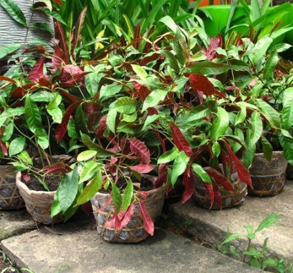 Cây đơn lá đỏ,cây đơn đỏ,đơn lá đỏ,cây đơn tía,đơn lá tía,đơn mặt trời,cây liễu đỏ,liễu hai da,cây lá liễu,cây mặt quỷ,đơn tướng quân,hồng bối quế hoa,Excoecaria cochichinensis Lour,họ thầu dầu,Euphorbiaceae,cây làm thuốc,cây y học,Cây đơn lá đỏ