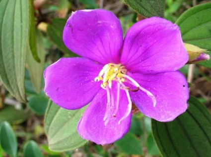 Hoa mua,hoa tím,hoa mua Đà Lạt,đồi hoa mua Đà Lạt,các loài hoa mua,cây hoa,cây bụi,Melastoma,Melastomataceae,Hoa Mua