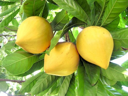 Cây trứng gà,quả trứng gà,lê ki ma,lêkima,pouteria lucuma,lucuma,họ hồng xiêm,Sapotaceae,cây ăn quả,Cây trứng gà - Lê ki ma