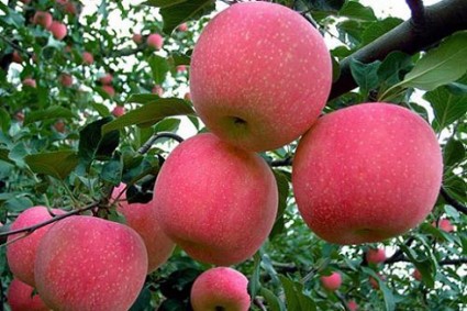 Cây táo,táo ta,táo chua,táo tây,táo tầu,cây bôm,cây ăn quả,Rhamnaceae,Ziziphus mauritiana,pomme,Malus domestica,cây ăn quả,apple,họ hoa hồng,Rosaceae,Cây Táo (táo ta, táo tây)