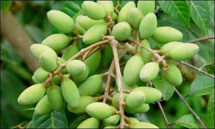 Cây trám,trám trắng,trám đen,cây bùi,thanh quả,cảm lãm,mác cơm,cà na,trám sâm,trám bở,trám dai,Canarium,Canarium album,Canarium tramdeum,chi trám,họ trám,họ râm,Cây trám (trám trắng, trám đen)