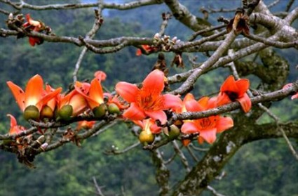 Cây gạo,cây hoa gạo,cây gạo hoa đỏ,mộc miên,cây bông thân gỗ,hồng miên,bông đỏ,anh hùng thụ,cây anh hùng,bao giờ cho đến tháng ba hoa gạo rụng xuống bà già cất chăn,công dụng của cây gạo,Bombax ceiba,Bombax,họ gạo,Bombacaceae,thần cây đa,ma cây gạo,cú cáo cây đề,Cây gạo