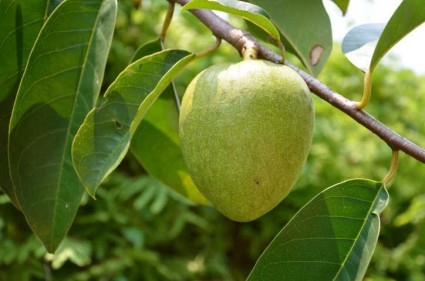Bình bát,cây bình bát,cây nê,na xiêm,cây tim bò,annona reticulata,quả bình bát,annona,cây ăn quả,cây chữa bệnh,Bình bát (nê,na xiêm)