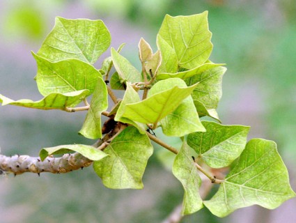 Vông đồng,cây vông đồng,cây vông,hura crepitans,hura brasiliensis wild,họ Đại kích,Euphorbiaceae,Vông đồng