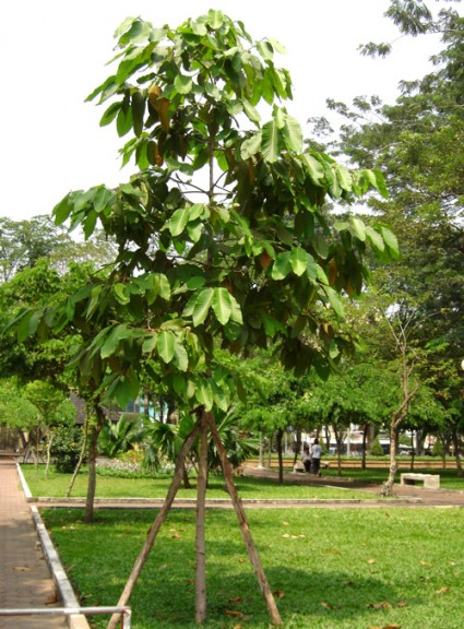Dầu rái,cây dầu,cây dầu rái,dầu con rái,dầu nước,cây dầu nước,dipterocarpus alatus,họ dầu,dipterocarpaceae,cây bóng mát,cây công trình,Dầu rái (dầu con rái,dầu nước)