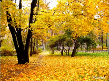 Bạch dương,cây bạch dương,cây dương,chi Bạch dương,chi Bulô,chi Cáng lò,Betula,Betulaceae,xứ sở bạch dương,mùa thu nước Nga,Bạch dương