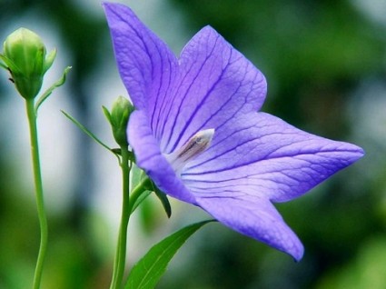 Hoa cát cánh,cát cánh,kết cánh,ý nghĩa hoa cát cánh,Platycodon grandiflorum,Platycodon grandiflorus,họ hoa chuông,hoa đẹp,Hoa cát cánh