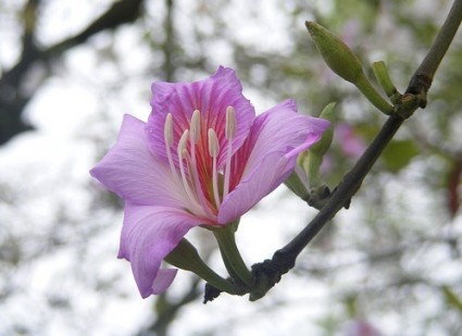 Hoa ban,hoa ban trắng,hoa ban tím,hoa ban hồng,hoa móng bò sọc,hoa ban tây bắc,hoa ban trắng tây bắc,chuyện tình hoa ban,tác dụng chữa bệnh của ho ban,lễ hội hoa ban,Bauhinia variegata,họ đậu,Fabaceae,Hoa ban