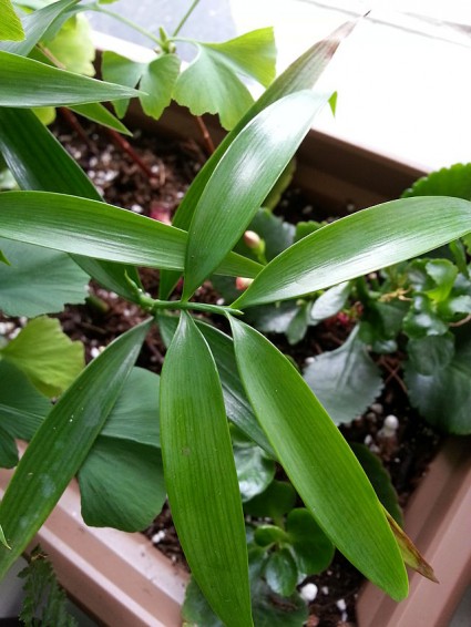 Kim giao,cây kim giao,tác dụng của gỗ kim giao,Nageia fleuryi,Podocarpaceae,Podocarpus,Decussocarmus,cây ngoại thất,cây lấy gỗ,cây làm thuốc,Kim giao