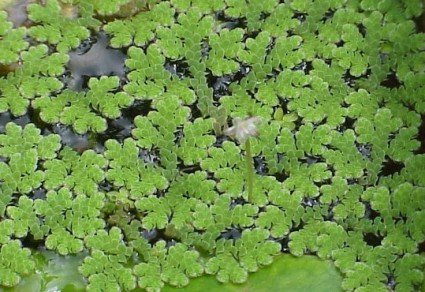 Bèo hoa dâu,Azolla caroliniana,Azollaceae,Azolla,cây thủy sinh,tác dụng của bèo hoa dâu,Bèo hoa dâu