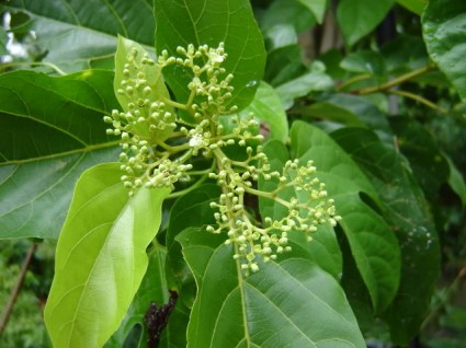 Vọng cách,cây cách,cây cách biển,Premna serratifolia,họ hoa môi,cây chữa bệnh,nhất tường vi nhì vọng cách,Vọng cách