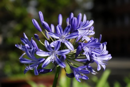 Hoa thanh anh,cây thanh anh,thanh anh,huệ sông Nin,hoa Arapang,Agaphanthus umbellatus,họ Hành,Alliaceae,Hoa Thanh Anh