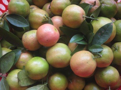 Chanh đào,cây chanh đào,cây chanh,quả chanh,Citrus aurantifolia,cây làm thuốc,tác dụng của chanh đào,chữa ho từ quả chanh,Chanh đào