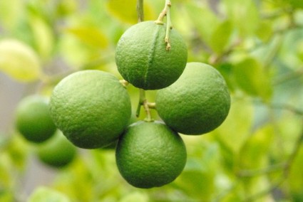 Cây chanh,chanh ta,quả chanh,Citrus aurantifolia,tác dụng của quả chanh,cây làm thuốc,quả chanh chữa ho,Cây chanh (chanh ta)
