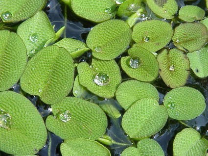 Bèo vẩy ốc,beo vay oc,bèo ong,Salvinia natans,Salviniaceae,cây thủy sinh,Bèo vẩy ốc (bèo ong)