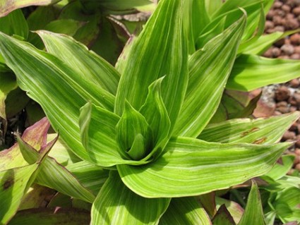 Lược vàng,cây lược vàng,cay luoc vang,lan vòi,lan rũ,cây bạch tuộc,trái lá phất dũ,giả khóm,ka-li-di-a thơm,sâm nhà,vệ nữ,bác sĩ gia đình,Callisia fragrans,họ thài lài,Commelinaceae,cây làm thuốc,cây chữa bệnh,tác dụng của cây lược vàng,Lược vàng